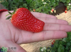 怎么辨別有機(jī)草莓？有機(jī)草莓和普通草莓的區(qū)別 