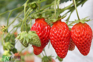 怎么辨別有機(jī)草莓？有機(jī)草莓和普通草莓的區(qū)別 