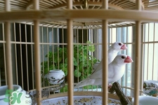 禽流感可以養(yǎng)鳥嗎？禽流感期間能養(yǎng)鳥嗎？