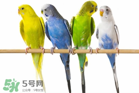 禽流感可以養(yǎng)鸚鵡嗎？禽流感期間能養(yǎng)鸚鵡嗎？