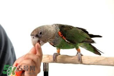 禽流感可以養(yǎng)鸚鵡嗎？禽流感期間能養(yǎng)鸚鵡嗎？