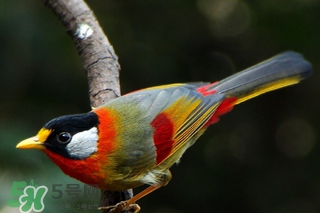 禽流感可以養(yǎng)鸚鵡嗎？禽流感期間能養(yǎng)鸚鵡嗎？