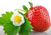草莓多少錢(qián)一斤？草莓多少錢(qián)一斤2017？