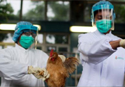 h7n9禽流感可以治愈嗎？禽流感能治好嗎？