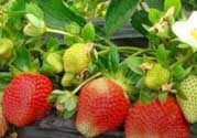 草莓一畝能收多少斤？一畝草莓能產(chǎn)多少斤？
