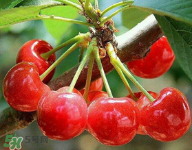 美早和大紅燈哪個好吃？美早和大紅燈的區(qū)別