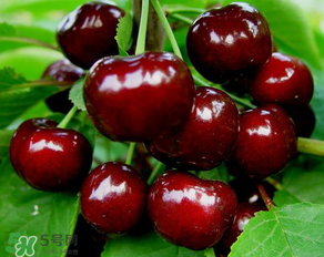 美早和大紅燈哪個好吃？美早和大紅燈的區(qū)別