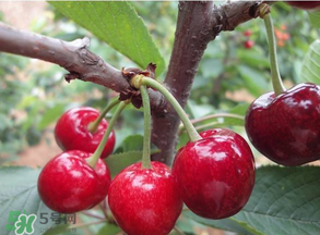 美早和黑珍珠哪個好吃？美早和黑珍珠的區(qū)別