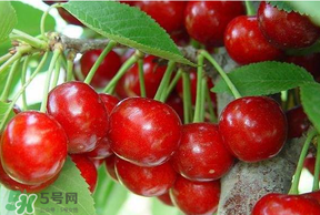 美早和黑珍珠哪個好吃？美早和黑珍珠的區(qū)別