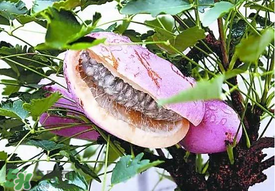 八月瓜多少錢一斤？野香蕉多少錢一斤？