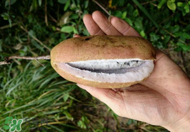 八月瓜多少錢一斤？野香蕉多少錢一斤？