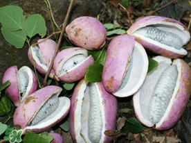 八月瓜多少錢一斤？野香蕉多少錢一斤？