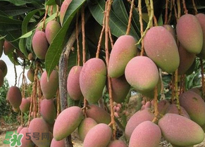 青芒果切開沒熟怎么辦？芒果沒熟切開了怎么辦？