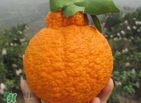 丑橘怎么挑？如何挑選正宗丑橘？