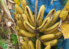 香蕉自己裂開(kāi)是什么原因？香蕉裂開(kāi)能吃嗎？