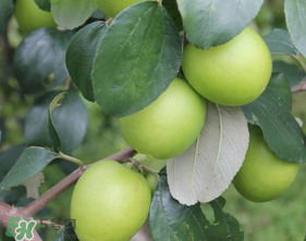 青棗與牛奶棗是轉(zhuǎn)基因水果嗎？青棗和牛奶棗的區(qū)別