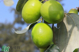 青棗與牛奶棗是轉(zhuǎn)基因水果嗎？青棗和牛奶棗的區(qū)別