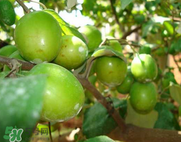 青棗是熱性還是涼性？青棗是涼性的嗎？