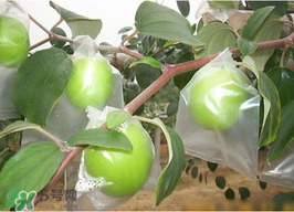 青棗是熱性還是涼性？青棗是涼性的嗎？