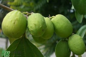 青棗怎么保存？青棗怎么保鮮？