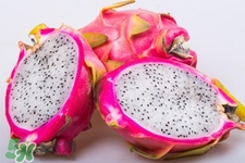 3月份有火龍果吃嗎？三月份可以吃火龍果嗎？