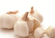 大蒜可以預(yù)防禽流感嗎？預(yù)防禽流感能吃大蒜嗎？