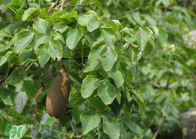 野香蕉可以吃嗎？野香蕉怎么吃？