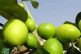 青棗是哪里產(chǎn)的？青棗產(chǎn)地在什么地方？