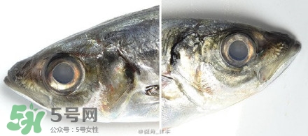 怎么自制死魚眼眼鏡？死魚眼眼鏡哪里買？