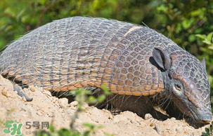 穿山甲好吃嗎？穿山甲怎么做好吃？