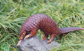 穿山甲好吃嗎？穿山甲怎么做好吃？