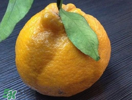 丑八怪是什么水果？丑八怪什么時(shí)候上市？