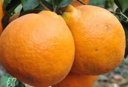 丑八怪是什么水果？丑八怪什么時(shí)候上市？