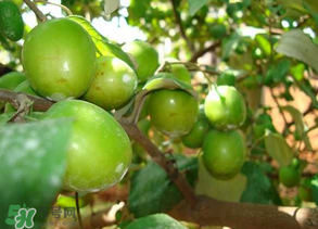 青棗吃多了會(huì)拉肚子嗎？吃青棗為什么會(huì)拉肚子？