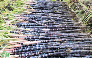 甘蔗要洗嗎？吃甘蔗時(shí)要用鹽水洗嗎？