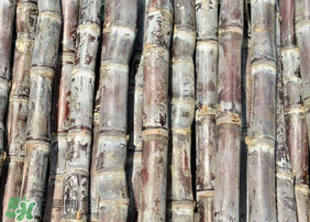 甘蔗發(fā)紅切掉可以吃嗎？甘蔗發(fā)紅切掉能吃嗎？