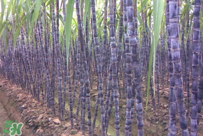 甘蔗為什么會變黑？甘蔗放久了為什么會變黑？