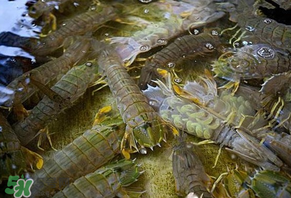 皮皮蝦為什么沒有肉？皮皮蝦為什么里面沒肉？