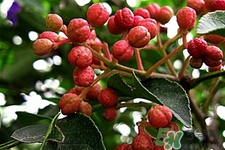 花椒可以泡水喝嗎？花椒泡水喝有什么作用？