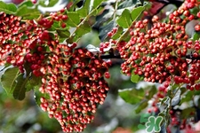 花椒可以泡水喝嗎？花椒泡水喝有什么作用？