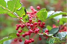 花椒真的能治打呼嚕嗎？花椒水治打呼嚕有效嗎？