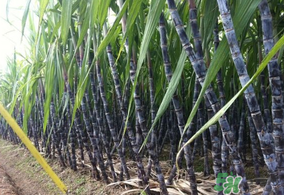 甘蔗皮上白色的是什么？甘蔗上的白霜能吃嗎？