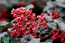 花椒水治腳氣管用嗎？花椒水泡腳可以治腳氣嗎？