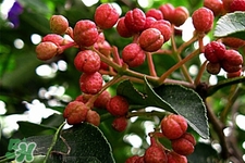 花椒水治腳氣管用嗎？花椒水泡腳可以治腳氣嗎？