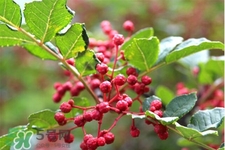 花椒水能治痔瘡嗎？花椒水治痔瘡有效果嗎？