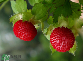 蛇莓多少錢一斤？蛇莓價格
