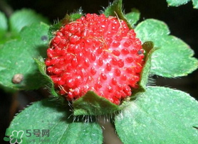 蛇莓多少錢一斤？蛇莓價格