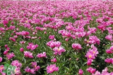 春天開(kāi)的花有哪些？春天都開(kāi)什么花？