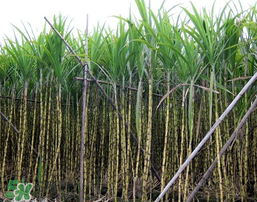 吃甘蔗拉肚子怎么回事？吃甘蔗拉肚子怎么辦？