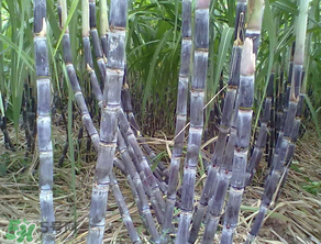 為什么吃甘蔗肚子疼？吃甘蔗為什么會肚子疼？